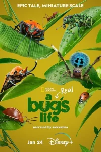  Настоящая жизнь жука 